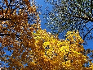 maple, Leaf, autumn