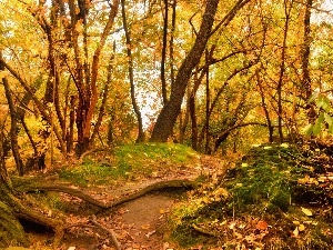 Leaf, fallen, Autumn, mosses, forest