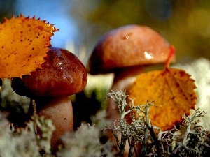 Leaf, mushrooms
