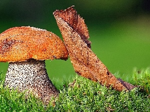 leaf, grass, Mushrooms, Kozak