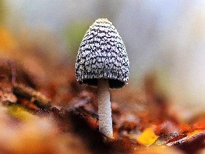 Leaf, Mushrooms