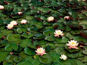 Nenufary, Leaf, White