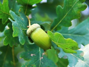 oak, Leaf, acorn