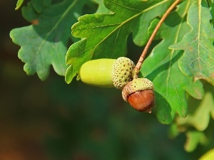 oak, Leaf, Acorns