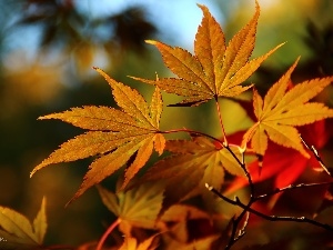 Leaf, color, Maple Palm, autumn