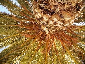Leaf, Palm