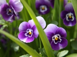 pansies, Leaf, Purple