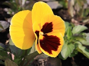 pansy, Leaf, Yellow