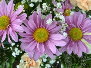 pink, Leaf, gerberas