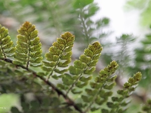 plant, leaf, Fern