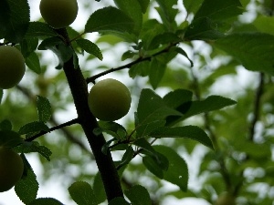 plums, Leaf, trees