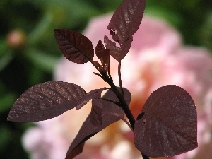 Podolski, Leaf, Perukowiec