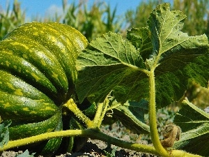 pumpkin, Leaf, Green