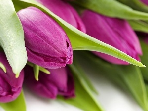 Leaf, green ones, purple, Tulips