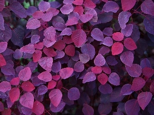 Leaf, purple