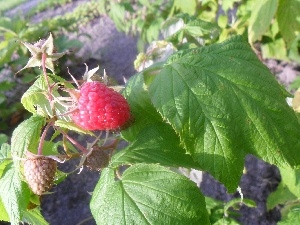 raspberries, Leaf, Fruits