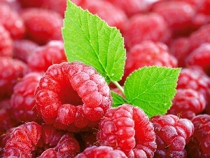 leaf, Green, Red, raspberries