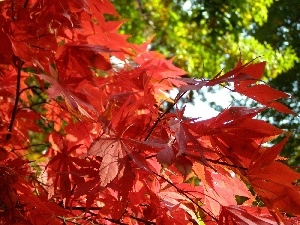 Red, Leaf, maple