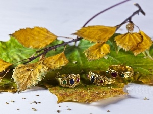 Leaf, twig, rings, autumn