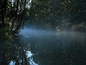 Leaf, birch-tree, River, Fog