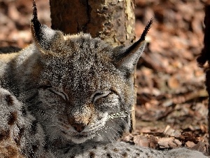 Leaf, forest, sleepy, Lynx