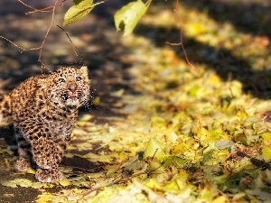 Leaf, Autumn, small, Leopards