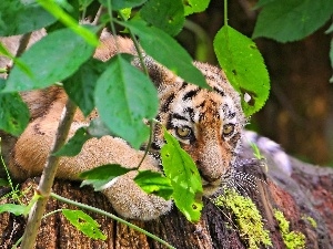 Leaf, Bush, small, Tiger