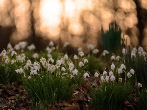 Leaf, snowdrops