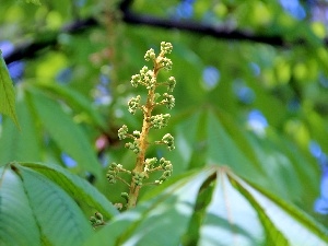 speed, Leaf, chestnut