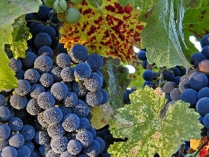 spray, Leaf, Grapes