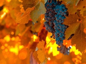 Leaf, Orange, spray, Grapes