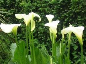 Leaf, stems