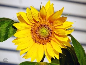 Leaf, Sunflower