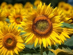 sunflower, Leaf, Flowers