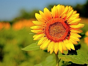 Sunflower, Leaf, Yellow