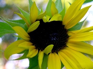 Leaf, Sunflower