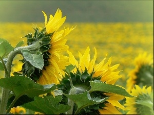 Leaf, green ones, Nice sunflowers, Field