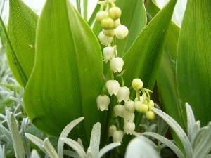 Leaf, lily of the Valley