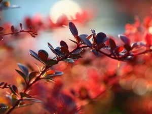 Leaf, Red, Berberis Thunbergii, Bush