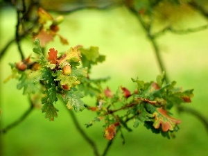 Leaf, Acorns, trees, oak