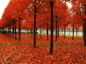 Leaf, color, trees, viewes