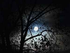 Leaf, Moon, trees, fullness