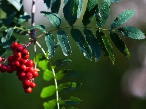 Leaf, Plant, trees, branch