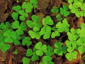 trefoil, Leaf, Green