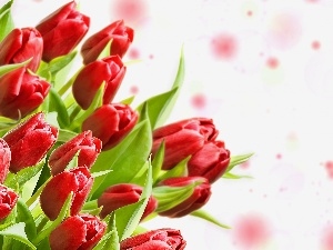 Tulips, Leaf, Red