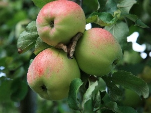 twig, Leaf, apples