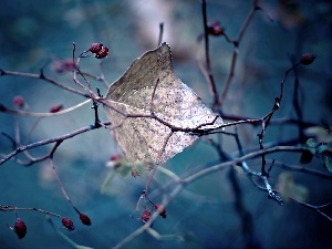 Twigs, leaf, Bush