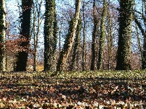 viewes, Leaf, trees