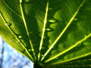 wet, leaf, Big