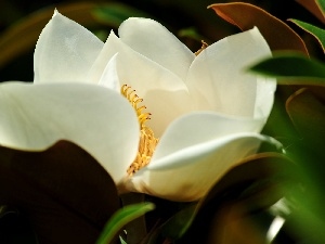 Leaf, Colourfull Flowers, White, Magnolia